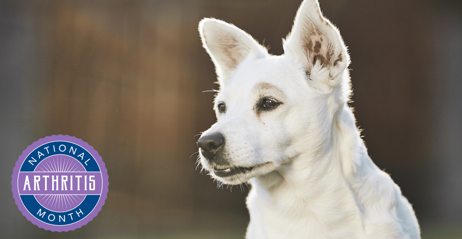 May is Arthritis Awareness Month